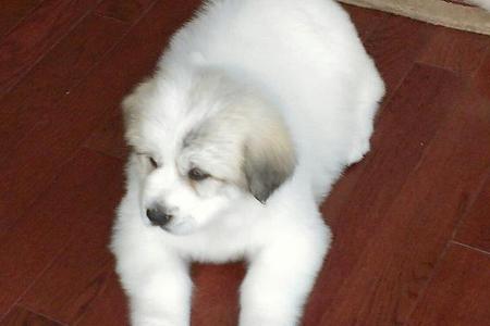 Great Pyrenees puppies ~ Wells' Providence AKC Registered Livestock Guardian Dogs and puppies