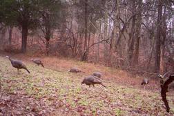 Kentucky turkey hunt