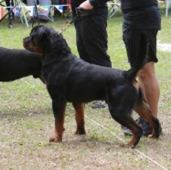 WESTERN FAMILY RANCH GOATS & AKC ROTTWEILERS FOR SALE Middle TN ...