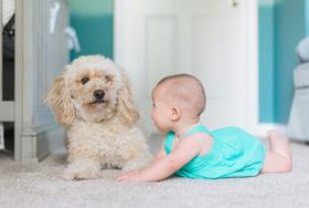 Carpet and upholstery cleaning in Stafford.