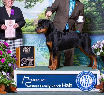 WESTERN FAMILY RANCH GOATS & AKC ROTTWEILERS FOR SALE Middle TN ...