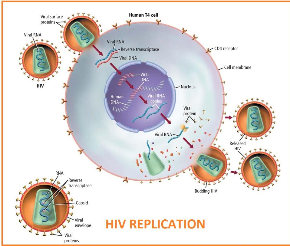 viruses bateria protists