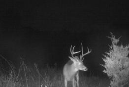 Kentucky Trophy Buck