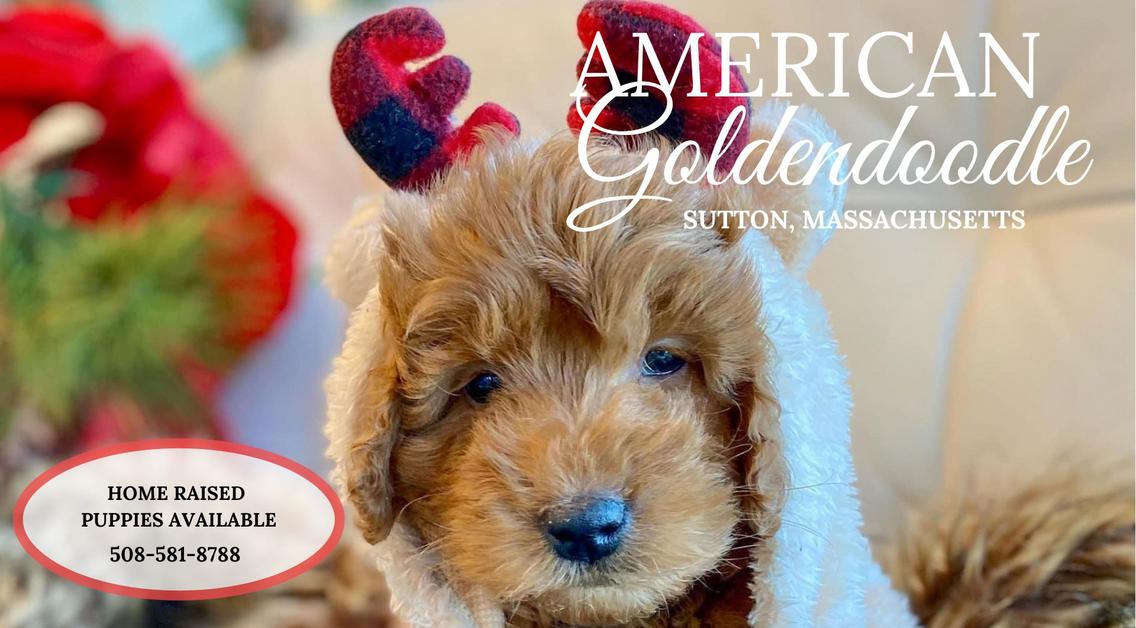 Goldendoodle Puppies for Sale Massachusetts - American Goldendoodle