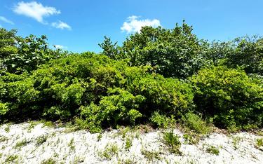 Huge Lush Lot over half an acre on North Caye Caulker