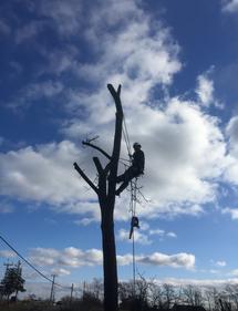 Tree Climber in cleaned locust tree, Tree Service Company Hamilton Ontario