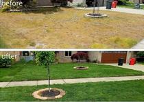 Lawn replacement