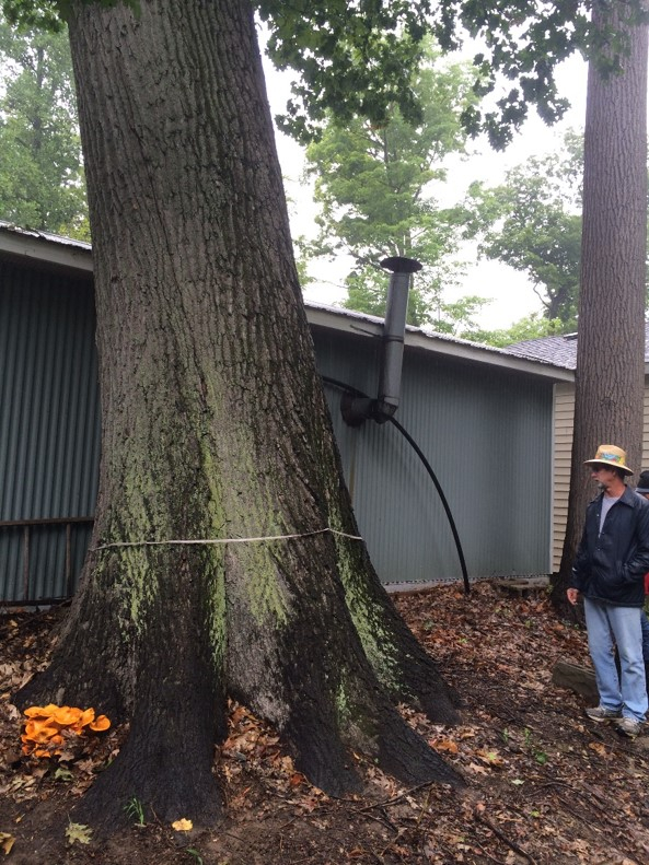 Tree Removal Cost Belleville NJ