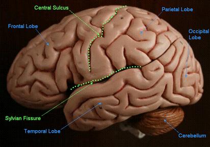 sylvian fissure anatomy