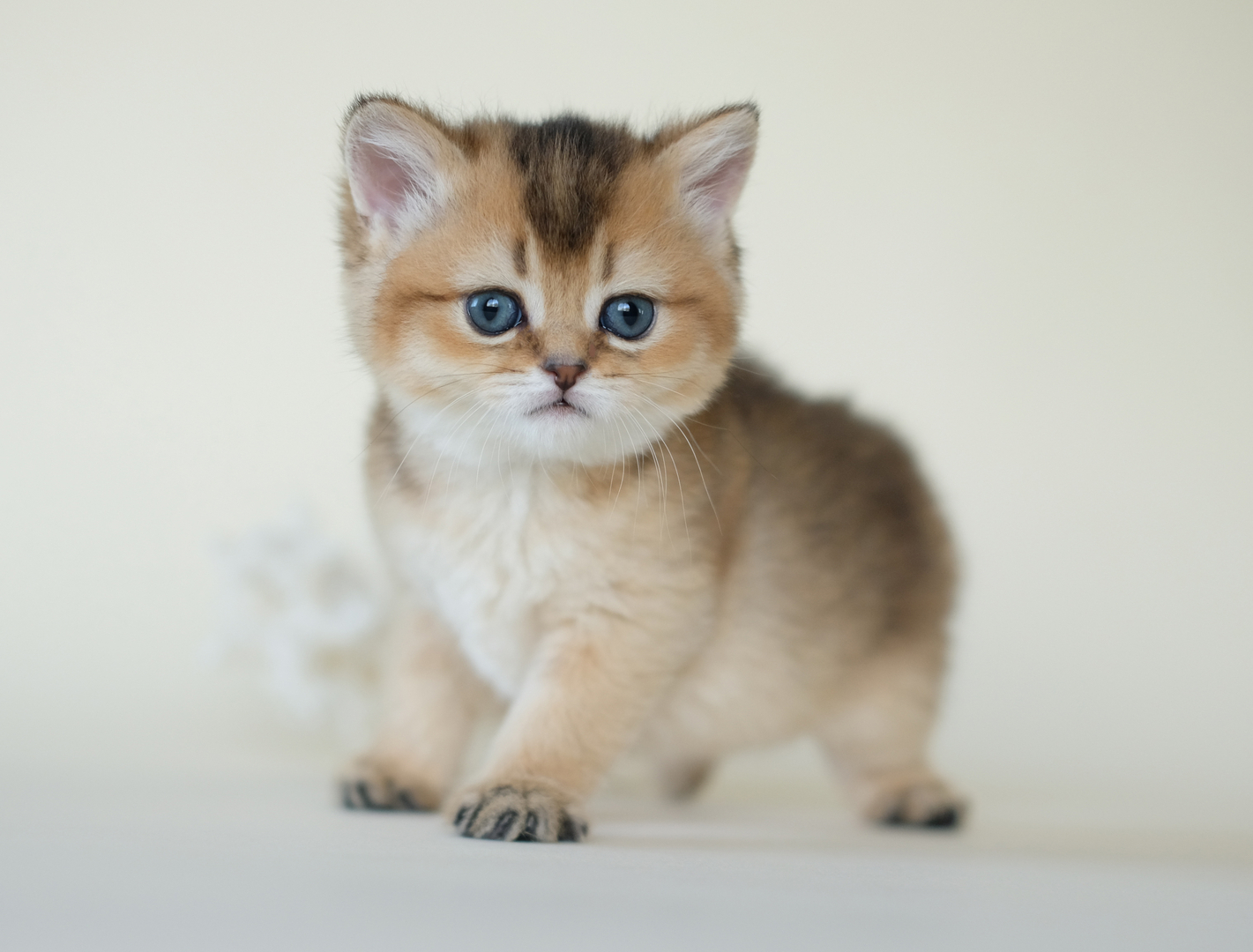 Quence the Siberian Kitten Fluffy Blue-Eyed Joy