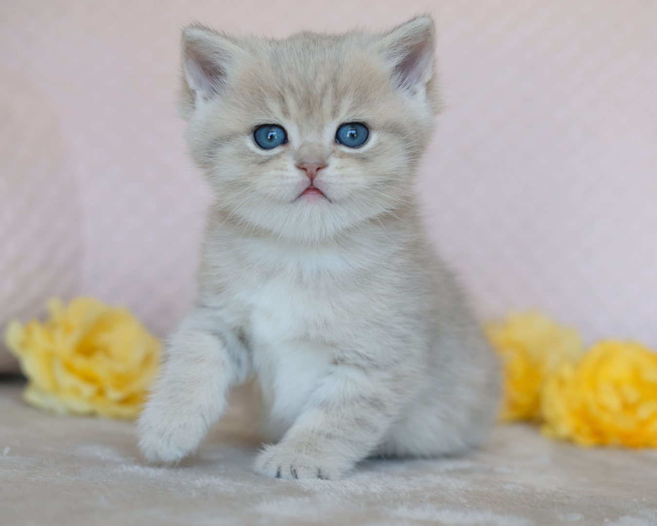 SILVERTALES CATTERY - British Shorthair, British Kitten