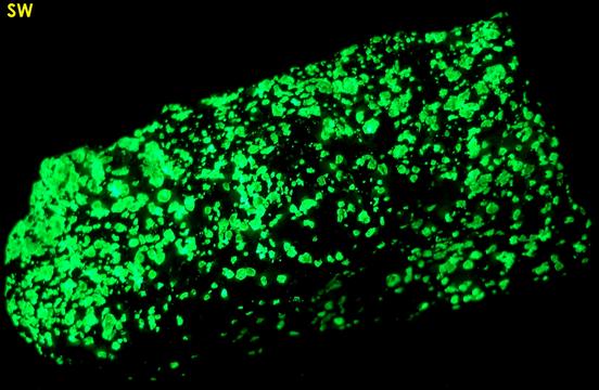 fluorescent green WILLEMITE, FRANKLINITE, CALCITE, ZINCITE - Franklin Mine, Franklin, Franklin Mining District, Sussex County, New Jersey, USA - Franklinite and Zincite type locality