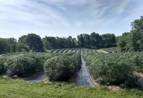 Blueberry Fields Forever at Bleuet Hill Farm - Natural Contents