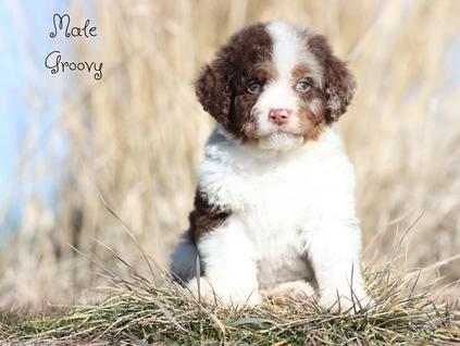 Trained dog for sale