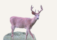 Hunting Deer Quebec