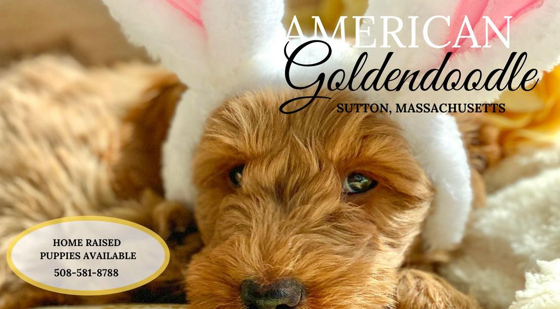 Fully trained best sale goldendoodles for sale