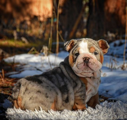 Merle english hotsell bulldog cost