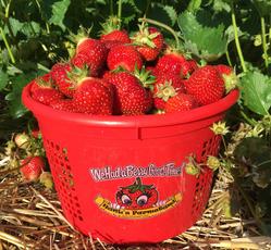 Basket of Strawberries