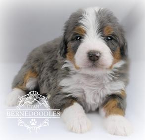 Merle Bernedoodle Puppies