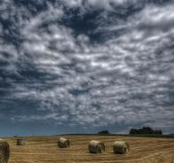 Landscape of a field of hay with haybales