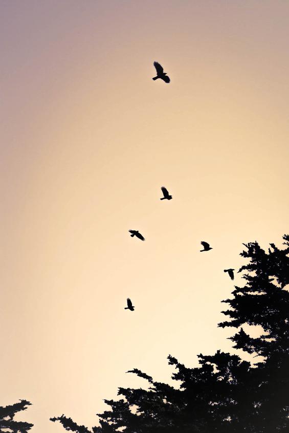flying birds nature lovers forest landscape