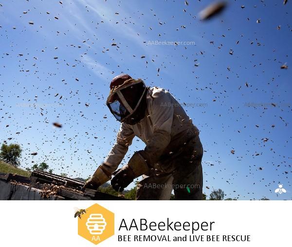 Oceanside Bee Removal Service