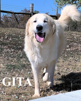 Great Pyrenees puppies ~ Wells' Providence AKC Registered Livestock Guardian Dogs and puppies