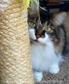 Aunt Carol's Pet & Home Sitting Cat Sitting, Cat Care Bellingham, WA
