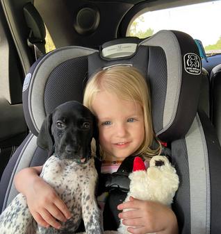 Baby german shorthaired store pointer