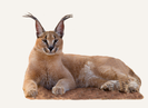 Hunting Caracal Tanzania