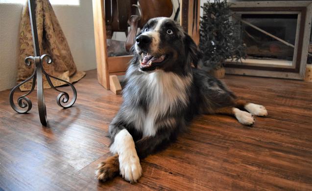 Australian shepherd puppies for sale