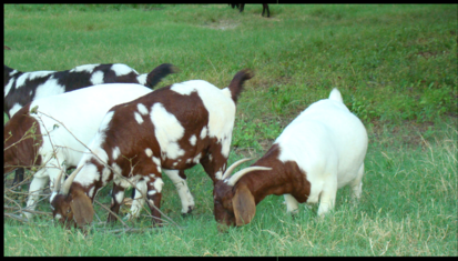 Double Creek Ranch Black Boers - black, colored, dappled, red, paint ...