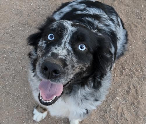 Australian Shepherd breeder near me