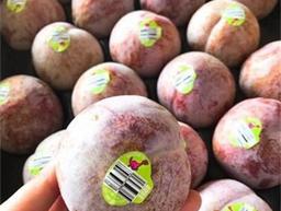 Bán mận khủng long Mỹ
