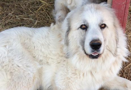 Great Pyrenees puppies ~ Wells' Providence AKC Registered Livestock Guardian Dogs and puppies