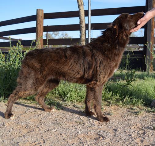 Solid red australian shepherd