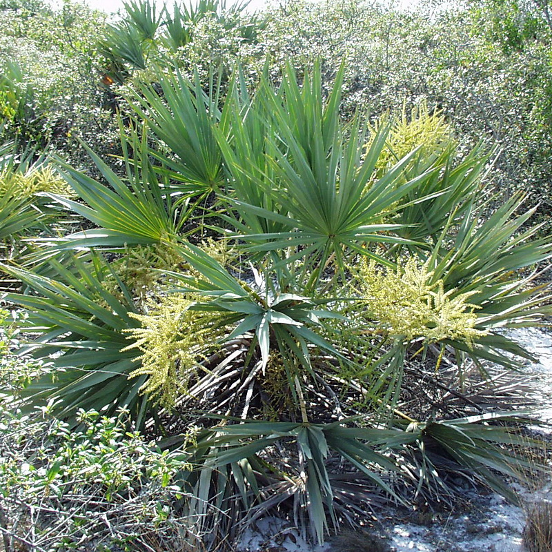 palmetto palm tree berries