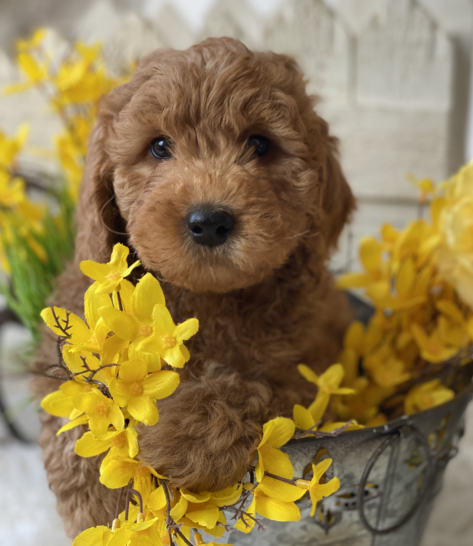 Goldendoodle Puppies for Sale Massachusetts - American Goldendoodle