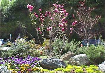 Soda Works Garden Mooney Lot Community Pride Volunteers Placerville California