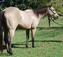 Blue Valentine Quarter Horses - Copperhead Creek Quarter Horses
