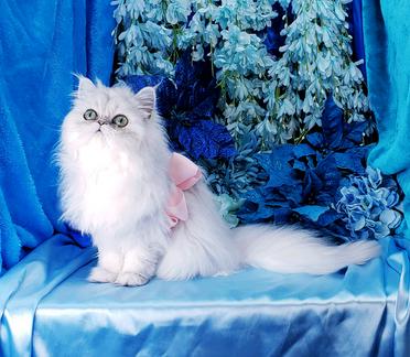 Silver doll face outlet persian kittens for sale