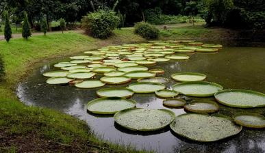 Botanical Garden Kolkata Attractions Timings Closed Day Entry Fees Activities