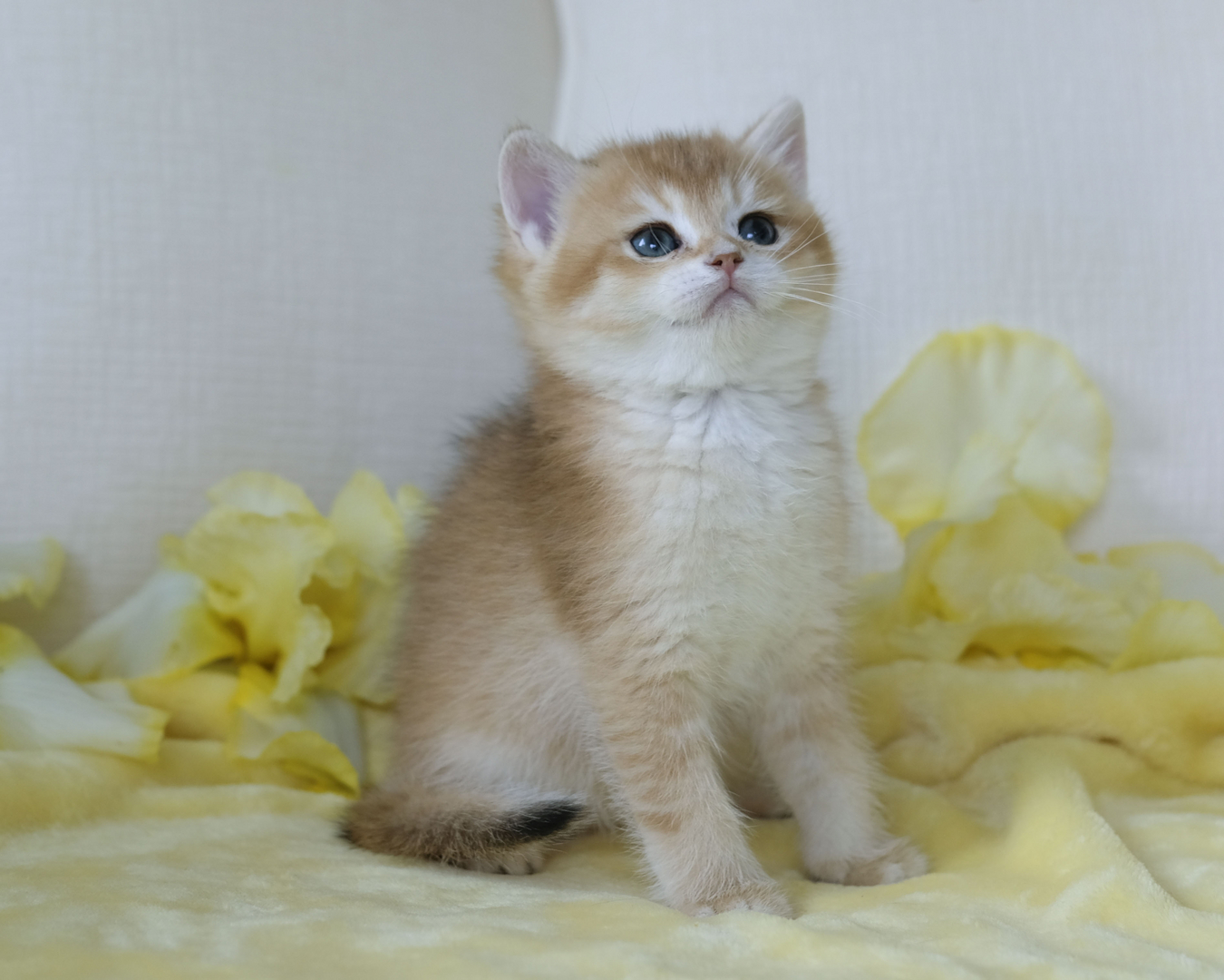 Quence the Siberian Kitten Fluffy Blue-Eyed Joy