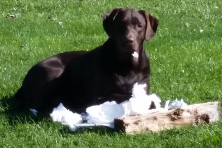 yellow lab puppies for adoption