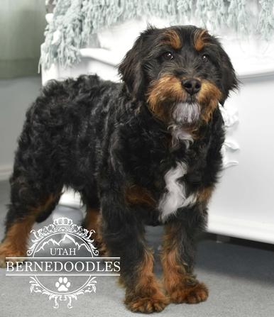 Mini clearance bernedoodle adult