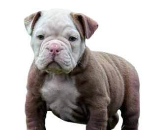 Chocolate english bulldog puppies for outlet sale