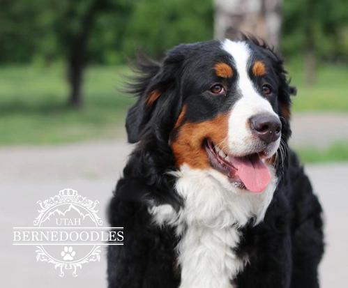 Bernese Mountain Dog lita