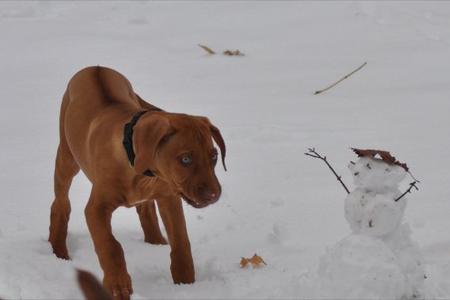 Rhodesian Ridgeback Puppy - Gus