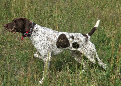 Finished german shorthaired 2024 pointers for sale