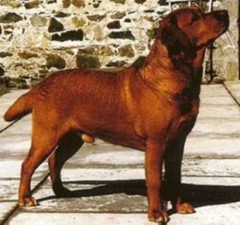 are there red labradors